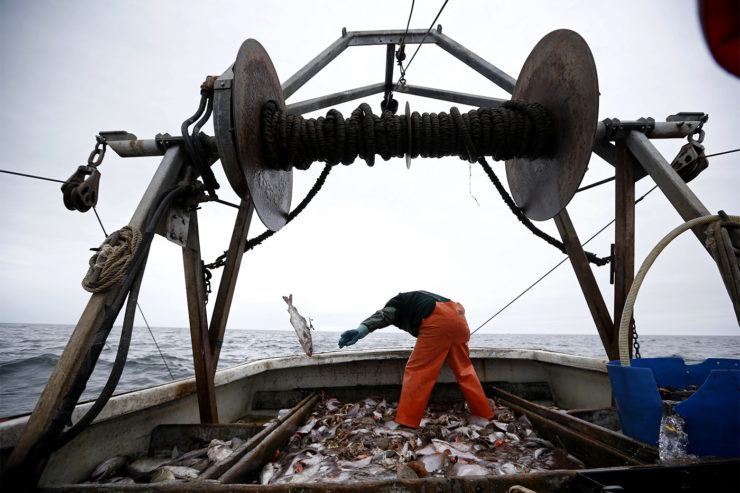 The Gulf of Maine cod fishery is in rough shape. The fishermen aren’t doing much better.